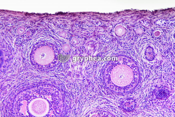 Ovaire de Lapine, cortex avec follicules secondaires x100 - gryphea.com